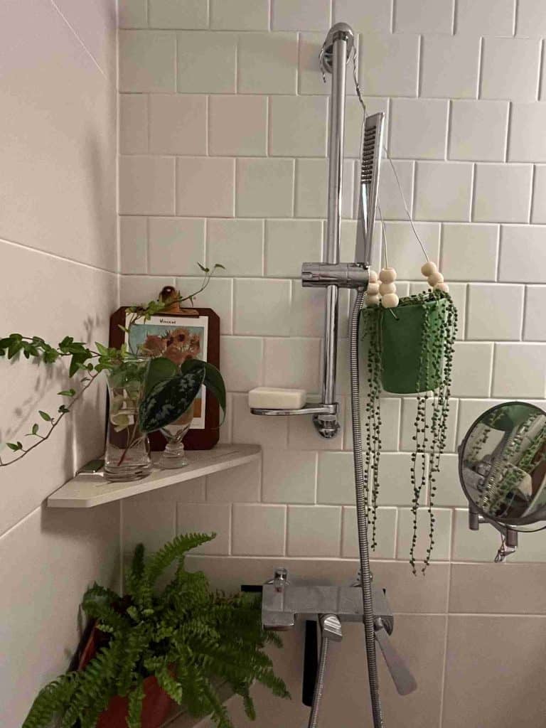 tanaman indoor kamar mandi