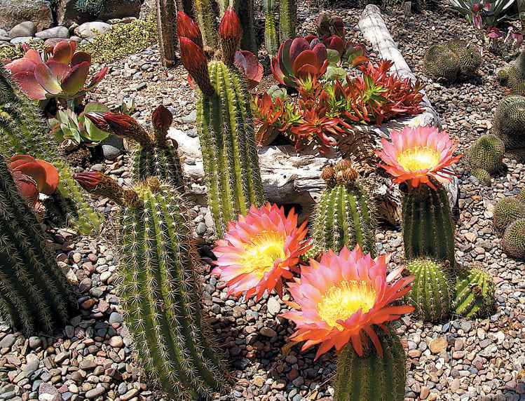 taman depan rumah aesthetic